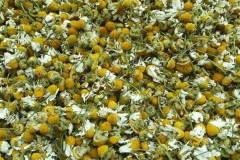 WhatsApp-Image-2025-10-28-at-11.18.37-1