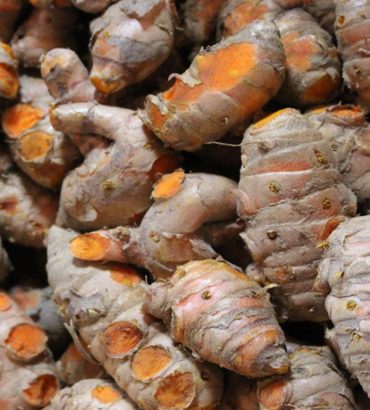 Curcuma