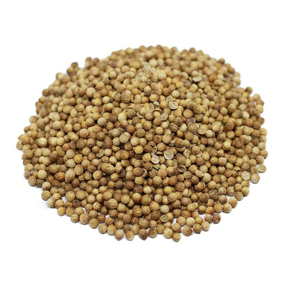 Coriander